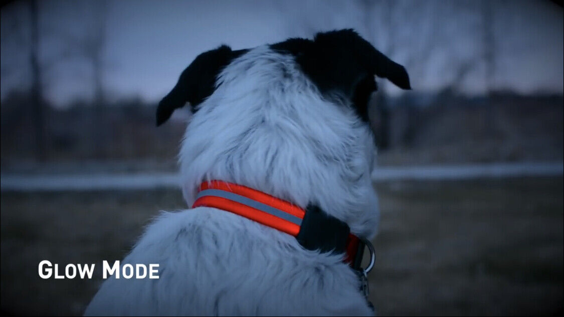 Nite Ize Red LED Dog Collar - Large