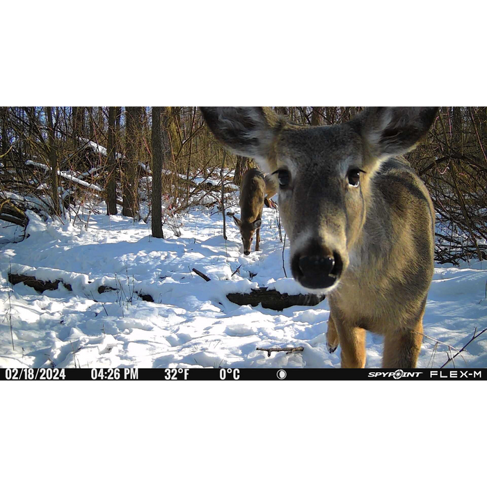 Spypoint FLEX-M Trail Camera